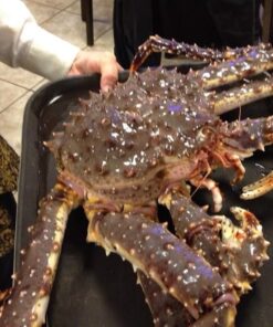 Red King Crab