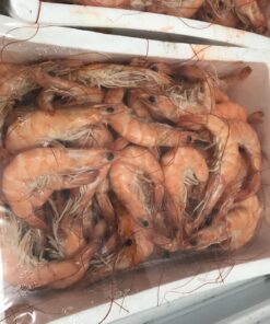 Argentine Red Shrimps