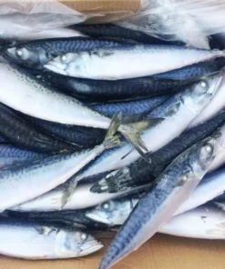 Atlantic Mackerel