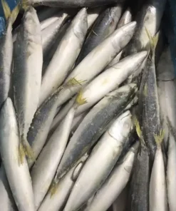 Pacific Mackerel