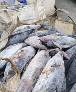 Skipjack Tuna Fish